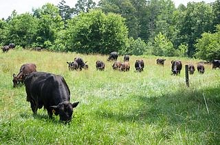 Beef - It's What's For Dinner - Become a beef expert