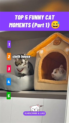 top 5 funny cat moments (part 1)😅#catreaction #catranking #catvideos #catshorts #funnycats #cutecat