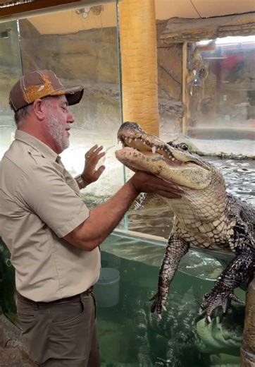 Gomer the Alligator's Escape Attempt at Feeding Time