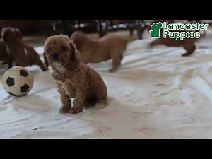 Cute Cavapoo Puppies