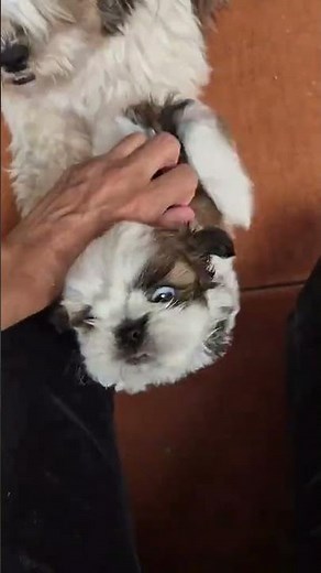 @familia.buscapet: #dog #puppy