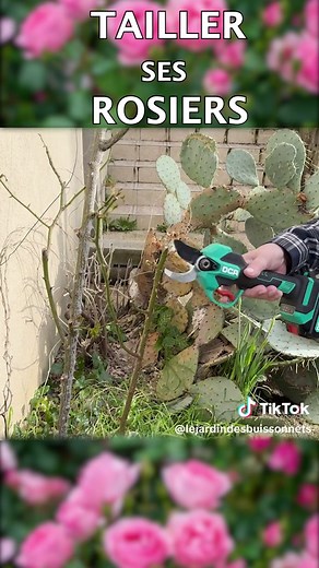 Comment tailler ses rosiers ? #jardin #nature #fleur #jardinage #rosier #taille #tailler #astuce #conseil #rose #diy #tuto #ecologie