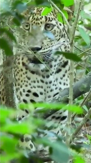 A cheetah in the leaves of a tree! #shorts |