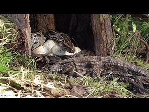Tegu Stalks Python Nest 01 Footage