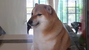 Who was Cheems? The memed Shiba Ibu's life and death, explained