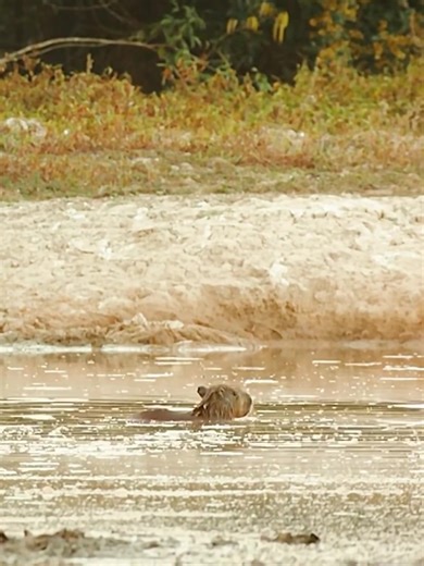 14 reactions | 115-People see an animal kill a capybara_R | Pet World | Facebook