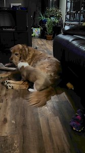 First rule of Fight Club, no one talks about fight club. Bruiser acts like a well behaved gentleman all day long. As soon as we come home, the harness comes off and his inner heathen escapes. I needed this giggle tonight. | Birds and Beaks Rescue and Rehab