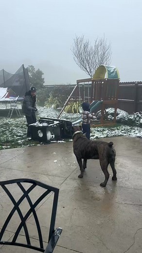 a cali dogs first time seeing snow. #snow #california #cali #canecorso #canecordooftiktok #mastiff #snowball #happydog #snowdog #protectiondog | Cane Corso USA.