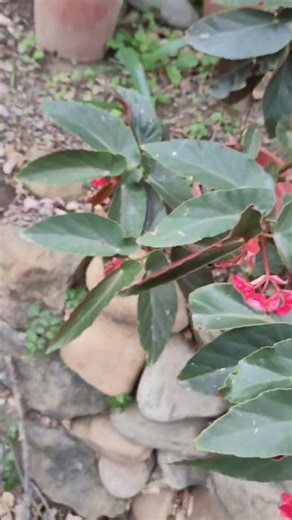 Begonia semperflorens-cultorum VID20260321070823