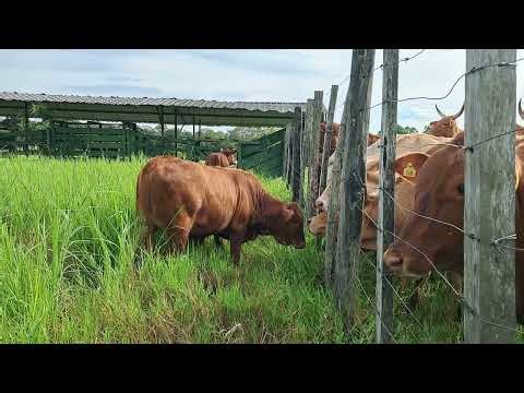 Baby Calves Mooing for Mom – Emotional Farm Moment
