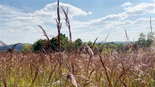 This Indiangrass (Sorghastrum nutans) is giving fall vibes. #ernstseeds #nativeseeds #nativeplants #nativegrasses #warmseasongrass #indiangrass #sorghastrumnutans | Ernst Conservation Seeds