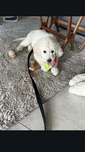 SDG Family Check-In: Poppy