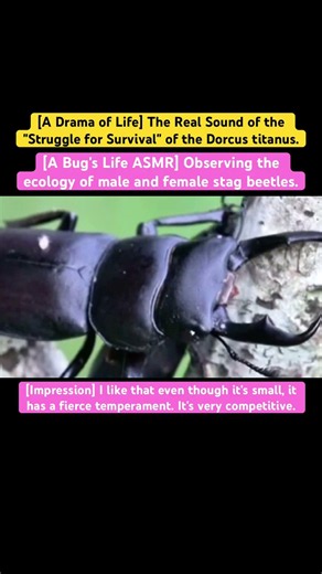 [A Bug's Life ASMR] Observing the ecology of male and female stag beetles. #4k #insects #asmr