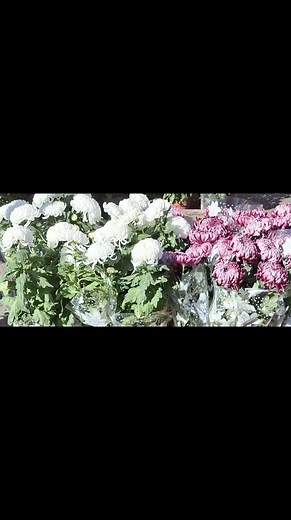 28 reactions | Boér János on Reels | Facebook