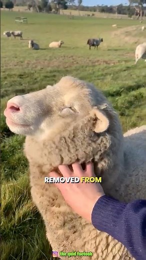 How sheep’s wool is sheared #facts #amazingfacts #trendingfacts