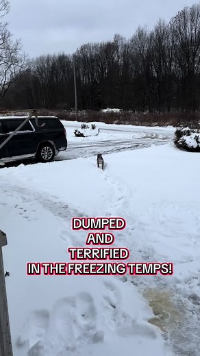 Dog Rescue on a Freezing Day: Community Steps Up