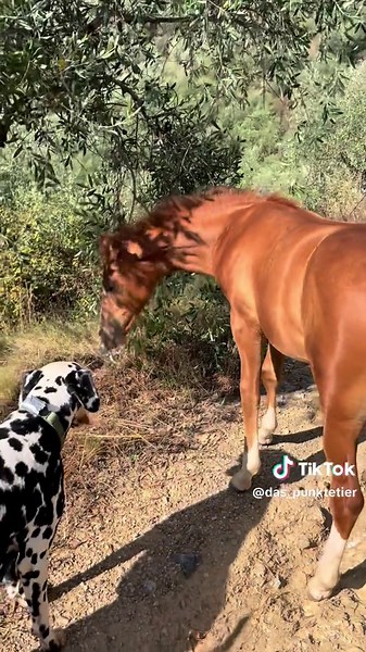 Erster Spaziergang mit Fabi in der Wilden Welt