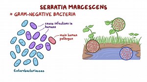 Video: Serratia marcescens - Video Explanation! | Osmosis | Osmosis
