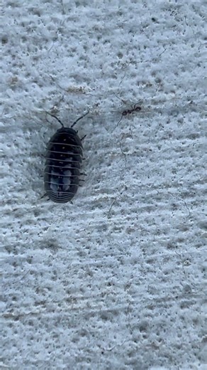 This rolypoly almost ran into an ant 🐜 #nature