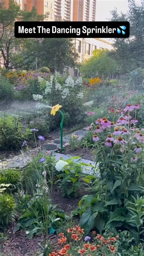 Pramesh Khanna on Instagram: "When water starts dancing, even the garden turns into a party! 💃🌿 Meet the dancing water sprinkler—not just a garden tool, but your lawn’s favorite DJ! 🎶💦 Watch the water twist, twirl, and sprinkle joy all around. Perfect for kids, pets, and anyone who believes watering plants should be as fun as dancing in the rain. 🌧️💚 Why settle for boring when your garden can groove? ✨ #DancingSprinkler #GardenVibes #WaterDance #SummerFun #EcoJoy"