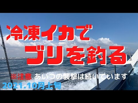 【飲ませ釣り】明石でイカの飲ませ釣り🦑冷凍イカでブリを釣る🎣掛かればメジロ・ブリ確定‼️この釣りめっちゃ楽しいです‼️