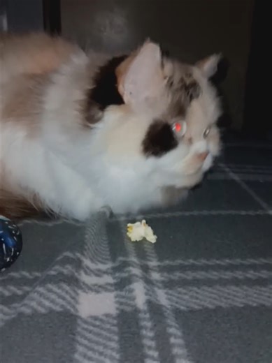 Popcorn kitty #popcorn #popcorn #kitty #kittycat #ilovemykittycat