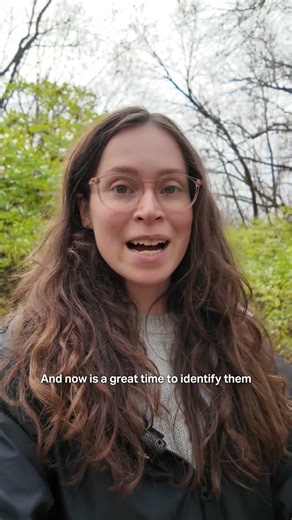 These invasive plants are taking over