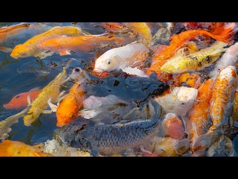 Deepest ocean fish video | Natural views of Fish | Different types fish video