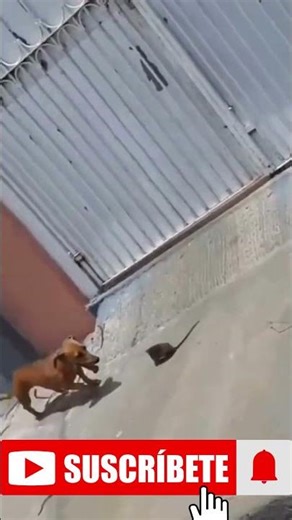 Dog vs. Rat: The Wall-Climbing Action Movie! 🤯
