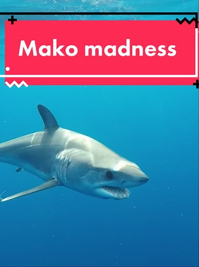 Discover sharks on TikTok