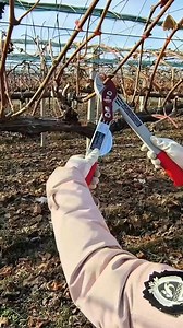 Pruning Vines | Oumi Yasmine