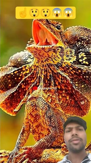 Frilled Neck Lizard 🦎😱|#shorts #shortvideo #shortsfeed #animals #facts.