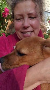 6K views · 1.7K reactions | Good Morning, Rescue Friends. Here's a pupdate on Macaroni and her prolapsed rectum. Thank you for all of your prayers and ongoing support! #emotionalrescuedogs #dogrescue #rescuedogs #petlovers #doglover | Emotional Rescue LLC | Facebook