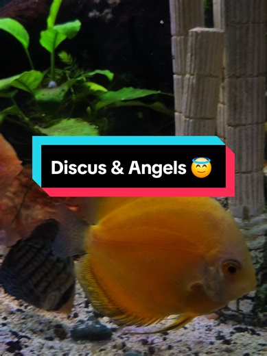 The colors on these fish are absolutely gorgeous. The whole tank is in harmony 🥰 Going live this afternoon, stay tuned! #fyp #fishtok #discus #angelfish #peaceful @Snails&Fish