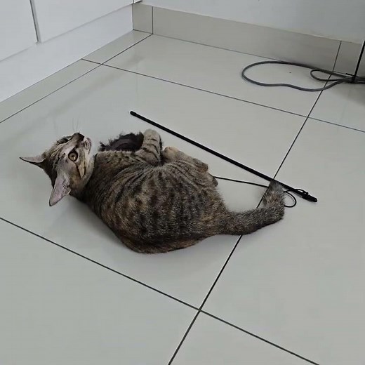 Domestic Short Hair Kitten For Adoption - 4 Months, Kendall from Mont Kiara, Kuala Lumpur