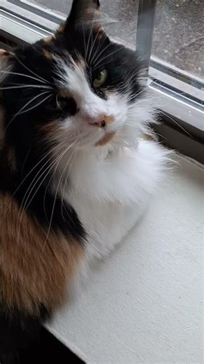 Dis cat has interest!