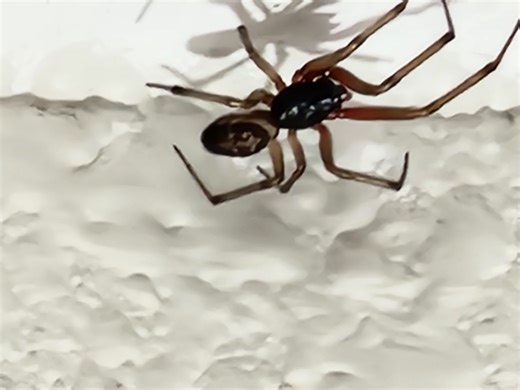 Spider Identification Page 2021 | Two arachnids on the ceiling in San Diego CA | Facebook