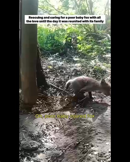 The Little Fox Kit: From Trap to Triumphant Family Reunion ✨ A tiny fox kit was found, terribly injured in a cold metal trap. After an immediate trip to the vet and an X-ray revealing a fracture, this brave baby needed months of loving, temporary adoption. Healed and cherished, he grew strong and playful, becoming a beloved member of the home. But one night, his heart yearned for home, crying until his mother found him at the door. That was the sign. Released back into the world, he was instantl