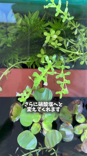 1年間、掃除も水換えもしていないビオトープですが、水が綺麗ですよね！ビオトープの仕組み