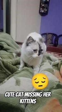 Cute cat missing her kittens 😔