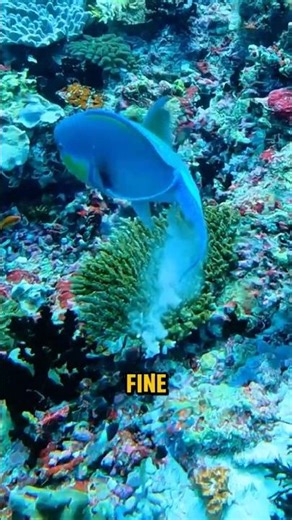 This Fish Helps Create Up to 70% of White Sand Beaches
