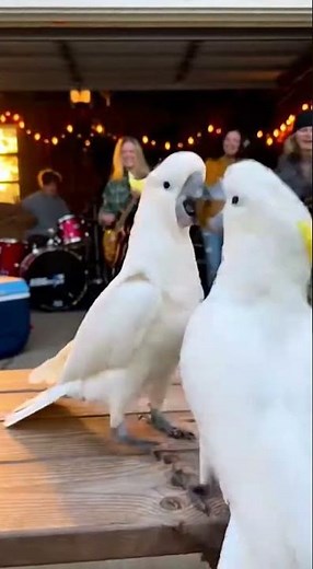 Cockatoos Dance to Teen Rock Band!