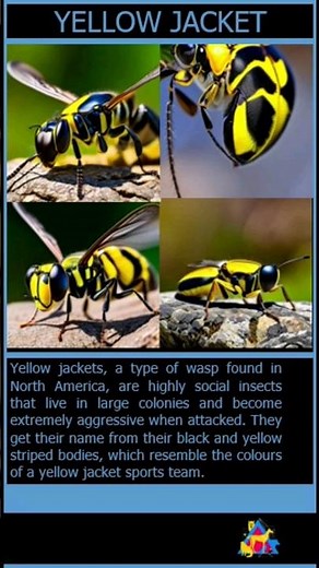 Yellow Jacket Facts: Aggressive Wasp! - Animal Adventure Ave.