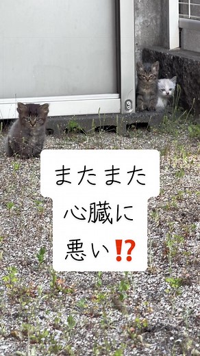 庭に可愛い子猫が現れた！見つけ方と接し方のコツ