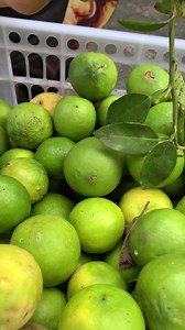 See the difference between Limes and Lemons. NOT LIME OR DAYAP. Real lemons po mga ito. Naturally greens because we discourage our farmers not to use “kalburo”. Some are over sized, which is good, mas juicy. Most of these lemons, but not all, all Meyer variety. These Lemon trees were grown from seedlings that was provided to the farmers by DA in a previous project. We’re posting two videos to show the difference between Days and Lemons. Click here https://bit.ly/LemonRescue-RRPH Back read the st
