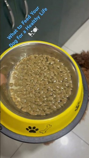 Toy Poodle Food Routine: What to Feed Your Dog for a Healthy Life 🐩🍽️ (Royal Canin)