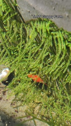 Tmw Guppy Farm on Instagram: "My JAVA MOSS after 5 years ☘️☘️ ☘️ TMW Guppy Farm Tags: Trending Aquarium TMW Guppy Farm TMW guppies Guppy fish breeds Guppy fish habitat Guppy fish Unboxing video Guppy fish breeding process Guppy species identification Guppy fish species Guppy fish facts Guppy reels Mixed Guppy Guppy health issues Red dragon fish breeding Moina kerala Moina Culture Guppy Courier Hobby Passion Microworms Grindal worms Vinegar eels Daphnia Moina Mosquitoe larvae Types of fish in aqu