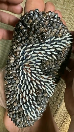 Dog Tick Transfer to Humans: Prevention and Removal Methods