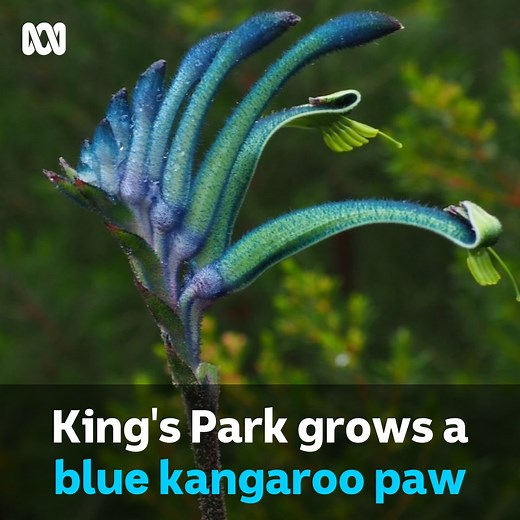 Kings Park and Botanic Garden have grown a blue kangaroo paw! 🌱💙 Lead plant breeder Digby Growns said the stunning new colour was discovered during research into making more disease resistant versions of existing species of kangaroo paws. "I walked around the corner and there it was [a blue kangaroo paw]. I was just astonished, amazing – gobsmacked," he said. "Over about three generations of breeding, one of the progeny came up with a blue flower. "It’s a shorter, lower growing kangaroo paw th