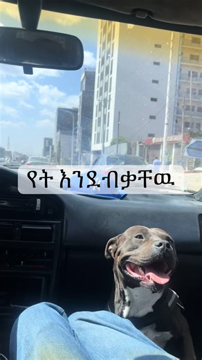 💔🕊️